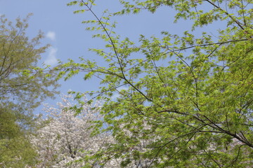 leaves and blue sky