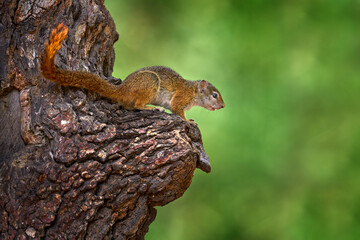 Okavango delta, Botswana, Africa. Wildlife nature. Tree Squirrel, Paraxerus cepapi chobiensis, detail of exotic African little mammal on the tree. 