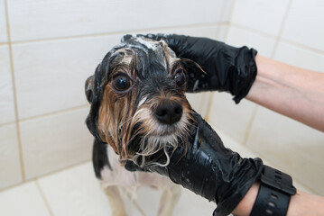 washing a soapy yorkshire terrier with water in a grooming salon - obrazy, fototapety, plakaty
