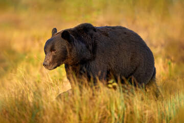 Night nature with bear hidden in the forest.  Beautiful brown bear walking around lake with fall colours. Dangerous animal, dark foggy wood and meadow habitat. Wildlife habitat from Finland.