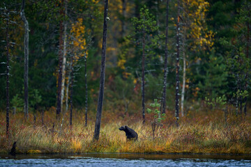 Finland wildlife. Wolverine in autumn forest lake habitat. Animal running in fall golden grass. Wolverine behaviour in habitat, Finland taiga. Wildlife scene from nature, yellow birch tree.