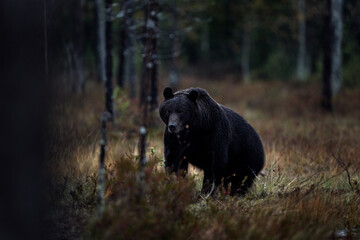 Night nature with bear hidden in the forest.  Beautiful brown bear walking around lake with fall colours. Dangerous animal, dark foggy wood and meadow habitat. Wildlife habitat from Finland.