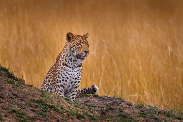 Evening sunset with leopard, nature habitat in Okavango delta, Botswana in Africa. Night in nature, big cat walk in grass, orange sunset clouds.