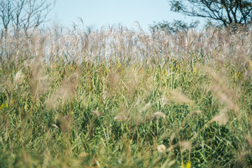 秋の日差しを浴びて揺れるススキ
