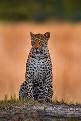Wildlife nature. Africa wildlife. Leopard sunset, Panthera pardus shortidgei, nature habitat, big wild cat in nature habitat, sunny day on the savannah, Tanzania. © ondrejprosicky