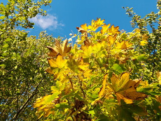 Herbst Blätter und Himmel