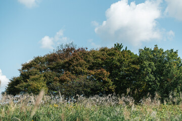 鮮やかな紅葉と青空