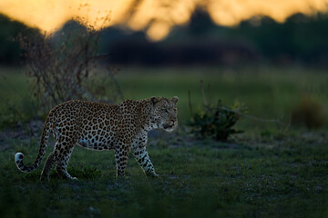 Evening sunset with leopard, nature habitat in Okavango delta, Botswana in Africa. Night in nature, big cat walk in grass, orange sunset clouds.