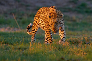 Leopard sunset, Panthera pardus shortidgei, nature habitat, big wild cat in nature habitat, sunny...
