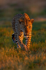 Okavango delta. Wildlife Botswana. Leopard golden grass sunset, Botswana, Africa. Big spotted cat in the wild nature.  Morning sun ligt in nature. Sunrise in Africa. © ondrejprosicky