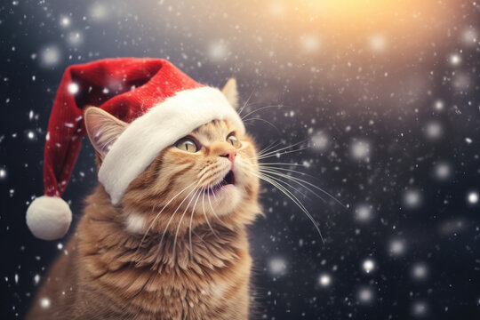 cat in Santa Claus hat