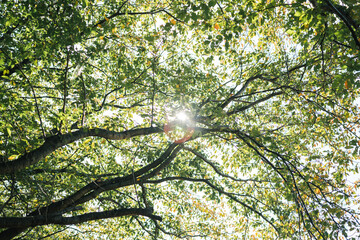 秋の日差しを浴びる、鮮やかな紅葉