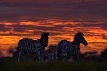 Wildlife, zebra sunset. Orange red evening twilight sky on the meadow field with zebra, Okavago delta, Botswana in Africa. Sunset in the nature, widlife in Botswana. Africa Travel.