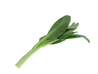 Green vegetable on white background