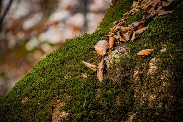green moss on a tree