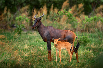 Antelope with young cub. Sassaby, in green vegetation, Okavango delta, Botswana. Widlife scene from nature. Common tsessebe, Damaliscus lunatus, detail portrait of big brown African mammal in nature.