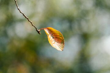 秋の日差しを浴びる、鮮やかな紅葉