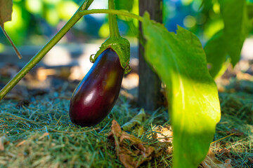 A dark purple eggplant grows in a vegetable garden, close-up. Plantation with growing eggplants...