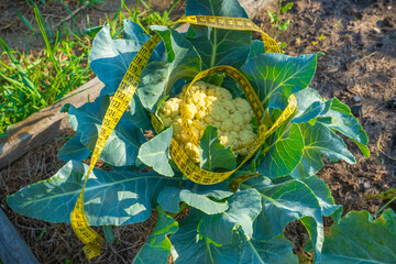 Natural ecological cauliflower growing in home garden, yellow waist measuring tape