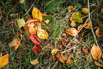芝の上に落ちた紅葉
