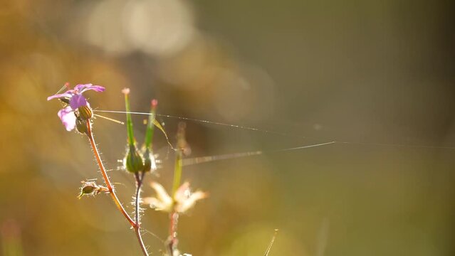 Herb-robert Flower In Bloom With Silky Spiderweb. selective focus