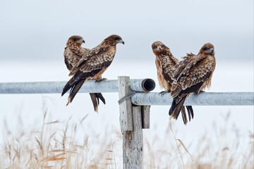 Black kite, Milvus migrans, sitting on the tree during winter in Japan. Forest in background,...