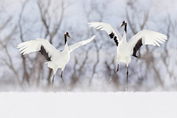 Pair of Red-crowned crane, Grus japonensis, walking in the snow, Hokkaido, Japan. Beautiful bird in...