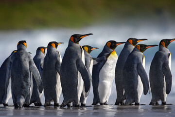 Group of king penguins coming back from sea to beach with wave and blue sky in background, South Georgia, Antarctica. Blue sky and water bird in Atlantic Ocean. Penguin colony, Antarctica wildlife. - obrazy, fototapety, plakaty