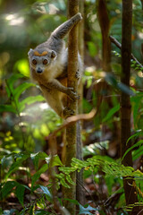 Eulemur coronatus, Crowned lemur, Akanin’ ny nofy, small monkey in the nature habitat, Madagascar. Lemur in the forest nature.