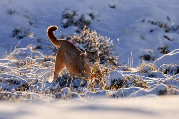 Fototapeten Puma run, nature winter habitat with snow, Torres del Paine, Chile. Wild big cat Cougar, Puma concolor, Snow sunset light and dangerous animal. Wildlife nature. © ondrejprosicky