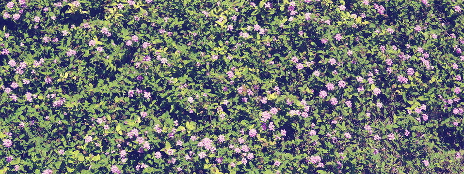Confetti bush little pink flowers. Pretty blooming tiny purple Flowers. Summer conception