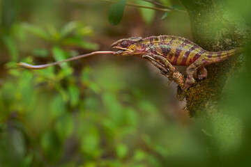 Panther chameleon catch insect on tree branch, Furcifer pardalis, sitting on the in the nature habitat, Ranomafana NP. Endemic Lizard from Madagascar. Chameleon in the night, Africa, food tongue.