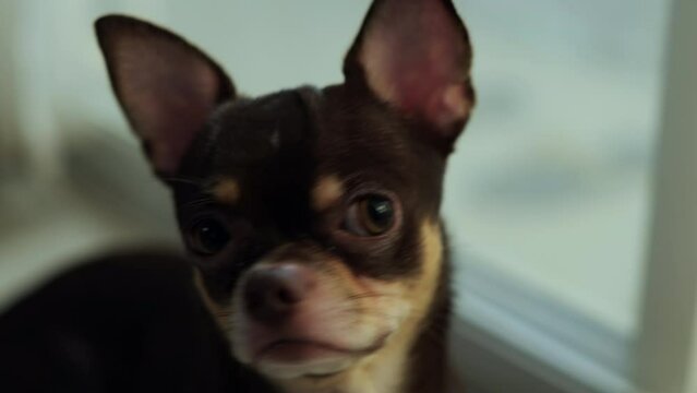 Close up of face little the brown and tan cute Chihuahua puppy dog looking at camera and looking outside home.