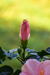 kwiat hibiskusa, rozkwitający różowy pąk - obrazy, fototapety, plakaty