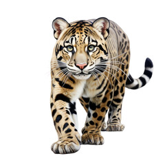 Formosan Clouded Leopard, on transparent background.