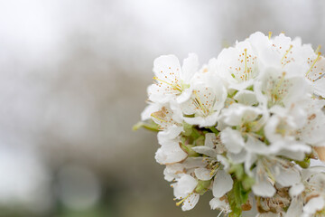
A closeup view of white spring cherry blossoms in full bloom on a tree branch.
