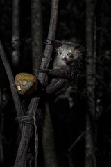 Aye-aye, Daubentonia madagascariensis, night animal in Madagascar. Aye-aye nocturnal lemur monkey in the nature habitat, coast forest in Madagascar, widllife nature. Rare endemic