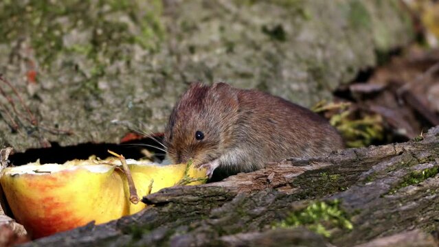 House mouse (Mus musculus), Germany, Europe