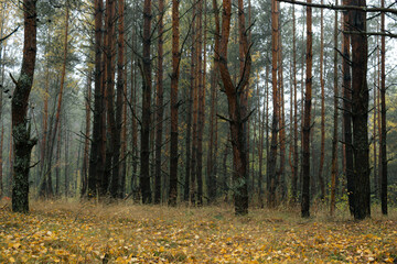 Obraz premium autumn summer on the forest