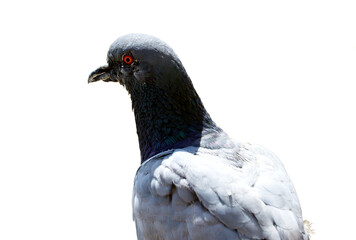 pigeon isolated on white