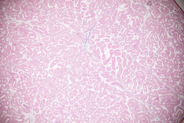 Fototapeta premium Backgrounds of Characteristics Tissue of Ovary rabbit and Tissue of Testis mouse under microscope.