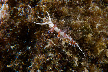 Hervia (Cratena peregrina) in Mediterranean Sea