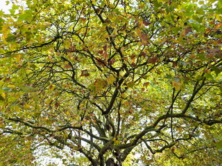 Baum im Herbst