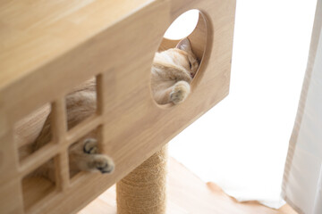 Fototapeta na wymiar cat care concept with british cat sleep in cat house