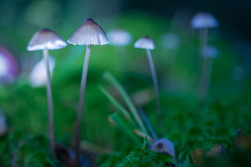 Shallow depth of field photo. Defocused background. Selective focus on the mushroom cap. Mushrooms. containing psilocybin, grow in the forest.