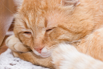 A beautiful red cat is sleeping. Close-up photo.