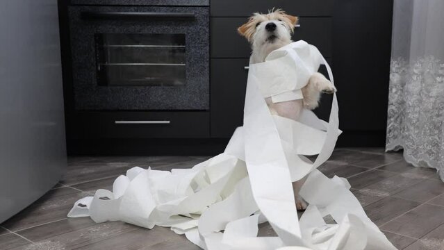 The dog tore up the toilet paper in the kitchen. Jack Russell Terrier plays on the floor in the house. Pet wrapped in ribbon.