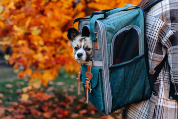 Woman-owner carries dog in carrier backpack with transparent windows. Carrying small pets