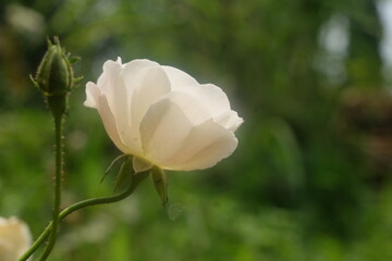 Beautiful White rose with blur background
