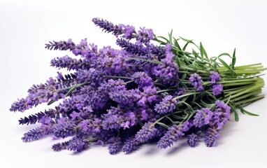 Aromatic Lavender Bouquet with White Background